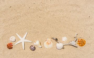 Bordure d'étoiles de mer et de coquillages sur une plage de sable sur Alex Winter