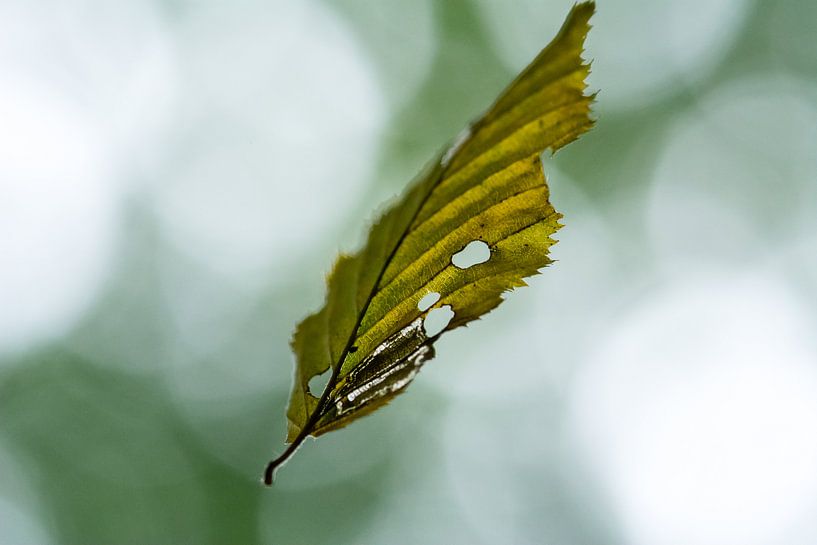 Blad in vlucht tijdens herfst - Handtekening van Rouzbeh Tahmassian