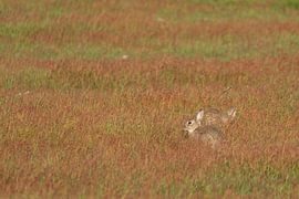 Kaninchen im rot gefärbten Feld von Marcel Jagt