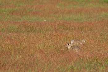 Konijnen in roodgekleurd veld