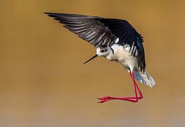 Steltkluut in vlucht van Beschermingswerk voor aan uw muur