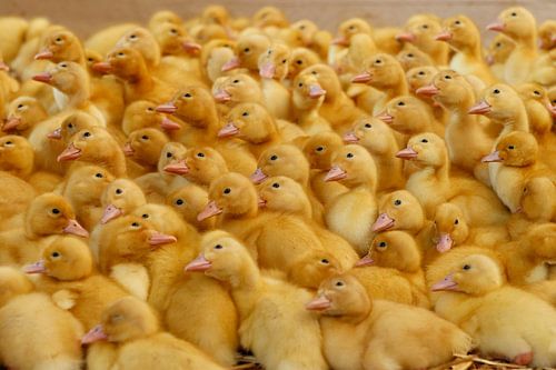 ducklings