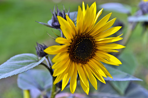 Een stralende zonnebloem in het herfstlicht