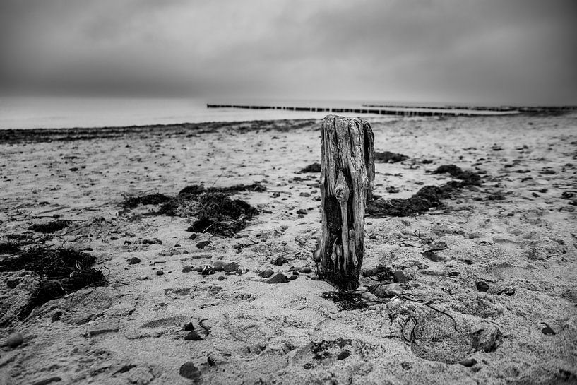 The last bune by Bild.Konserve