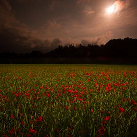 Klaprozenveld in de ochtend by Peter Westerik