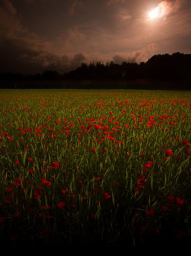 Klaprozenveld in de ochtend
