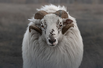 Portrait d'une chèvre de bruyère