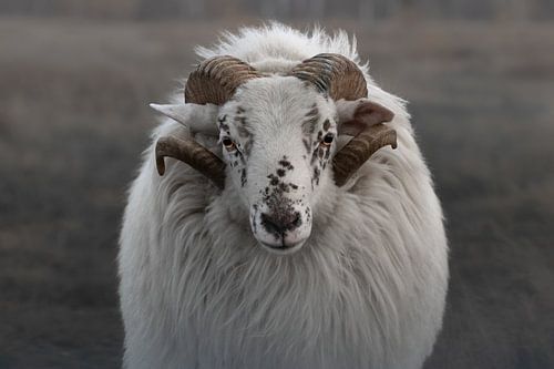Portrait d'une chèvre de bruyère