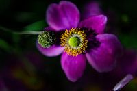 bloem