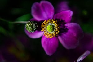 bloem