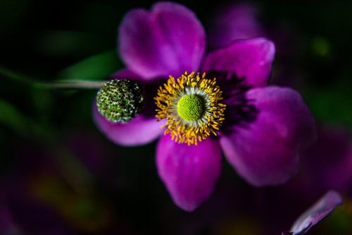 bloem van Marcel Jansen