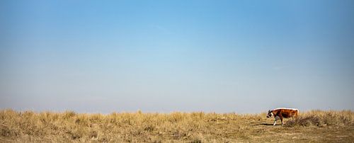 Breedbeeld van bruine koe op uitgestrekte vlakte