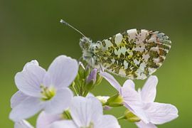 Orange tip macro by Sven Scraeyen