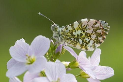 Oranjetipje macro