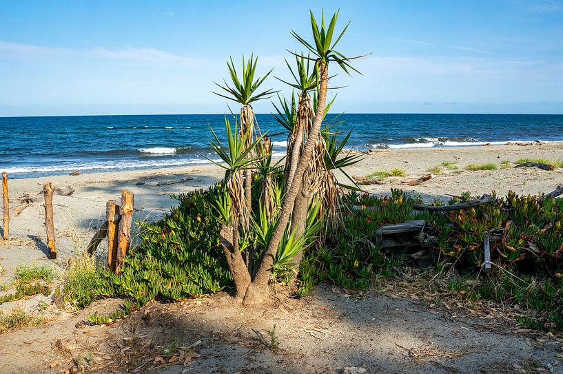 Tropisch strand met palmbomen en zee op het eiland Corsica van Animaflora PicsStock