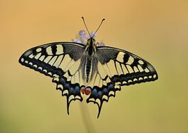 queen by Ruurd Visser