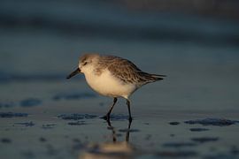 Vögel von Wim de Meester