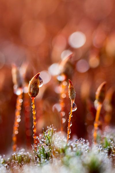 Macro van Gewoon Dikkopmos bedekt met dauw en ijs par Mark Scheper