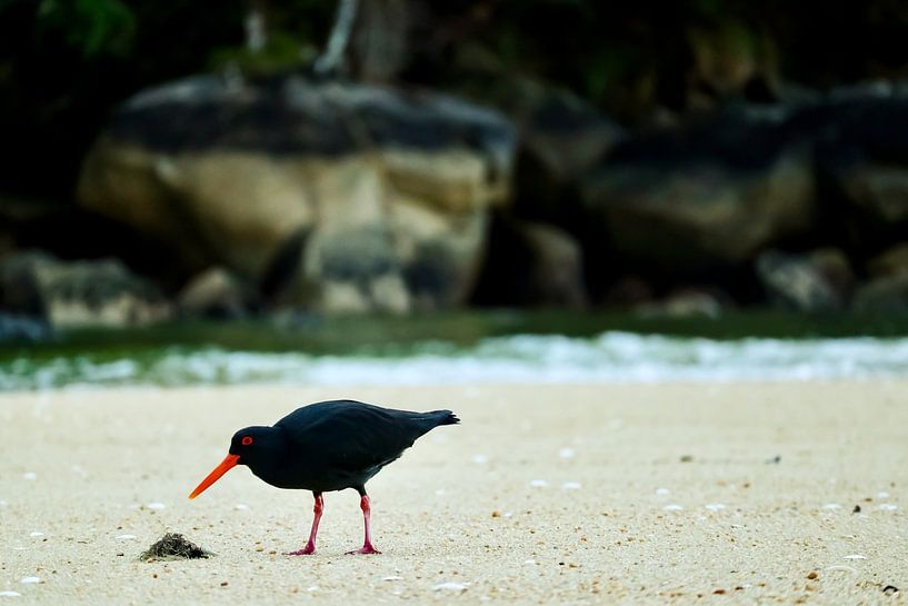 Huîtrier dans le parc national d'Abel Tasman par Nicolette Suijkerbuijk