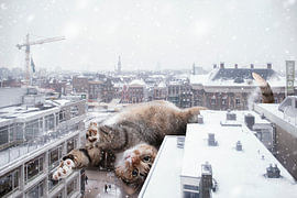 Rise and shine – Katzenhumor, Groningen und Winterspaß
