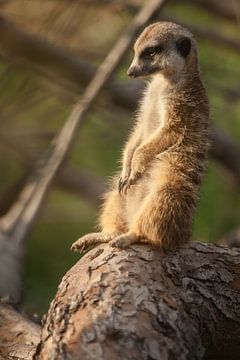 Un mignon suricate est assis tristement sur la mousse et réfléchit. sur Michael Semenov