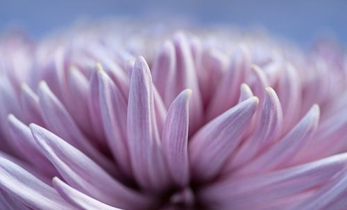 Roze dahlia