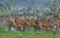 Rotwild in den Oostvaardersplassen
