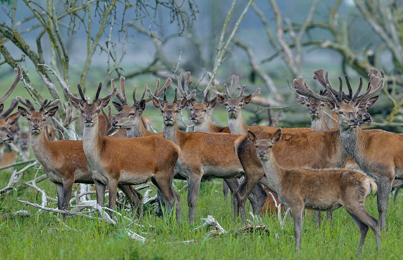 cerfs rouges dans les plaines d'oostvaarders par Hans Hut