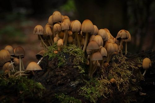 Mit ihnen allen von Nyncke van der Feen