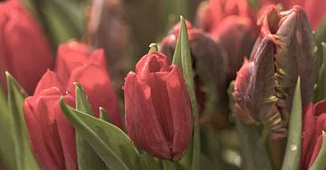 Rote Tulpen von Kirsten Warner