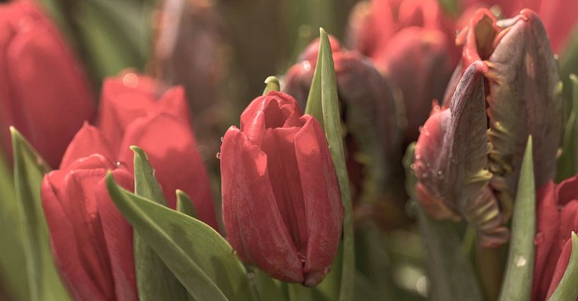 Red tulips by Kirsten Warner
