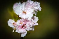Blumen