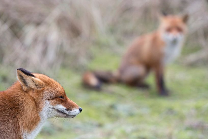 Een vos ( Vulpes vulpes ) en een tweede vos... van wunderbare Erde