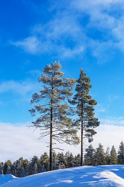 Landscape with snow in winter near Kuusamo, Finland by Rico Ködder