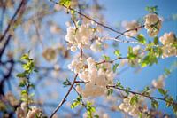 Pastel colored white blossoms