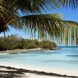 Tropischer Insel-Strand -Palme von Brian Raggatt