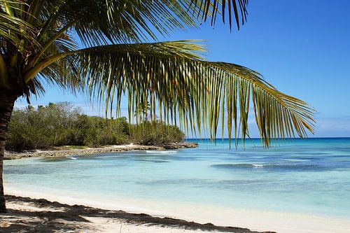Tropischer Insel-Strand -Palme