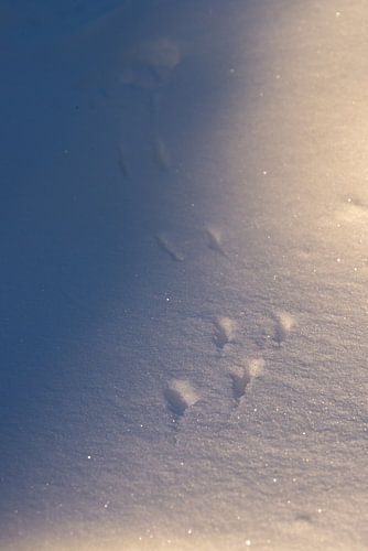 Sporen in de sneeuw