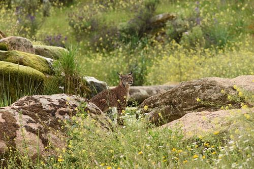 Iberische lynx tussen bloeiende voorjaarsflora