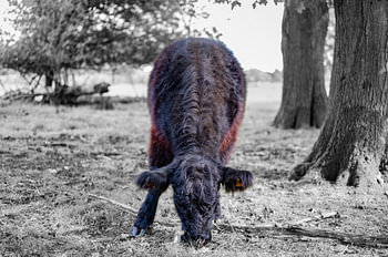 Galloway 3