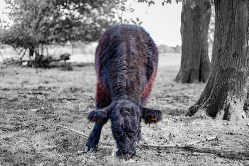 Galloway 3