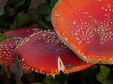 de multiples champignons moucheurs (champignons) dans la forêt au cours du cerveau. sur Eline Oostingh