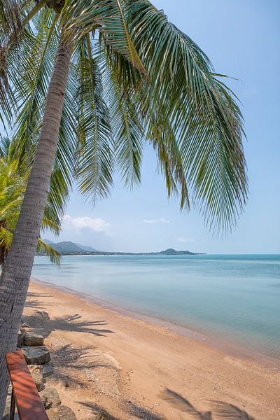 Palm tree on the beach by Bernd Hartner