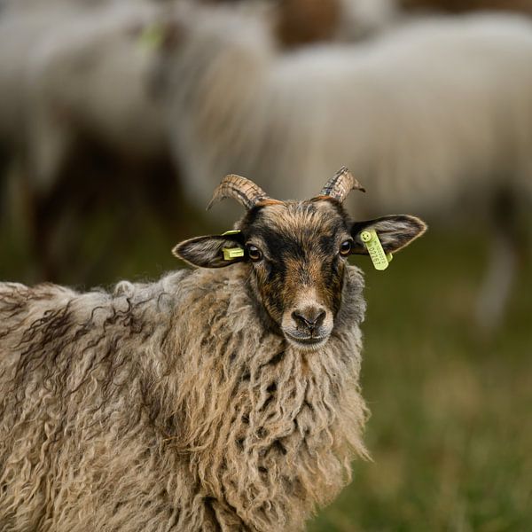 Close-up of a beautiful sheep by Leon Okkenburg