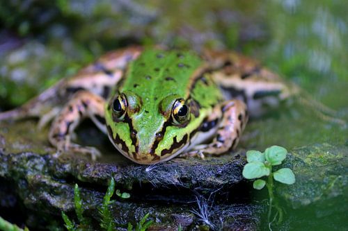 groene kikker 2