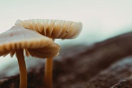 A sweet little couple