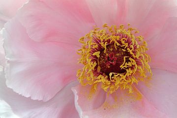 flower power : coeur de pivoine sur lieve maréchal