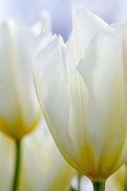 Witte tulp