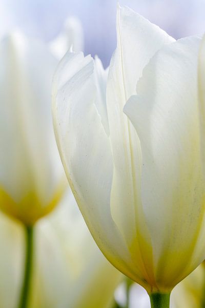 Witte tulp par Arjan van der Beek