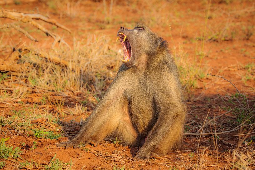 Bâillonnant Babouin chacmaà la lumière du matin par Chris Stenger